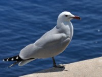 Middelhavsmake 3444