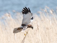 Birds Denmark 2016