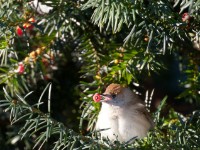 Munk 1975-1 : Aves, Fugl, Fugler, Munk, Sangere, Spurvefugler, Sylvia atricapilla, Sylviidae