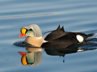 Birds 2012 Finnmark