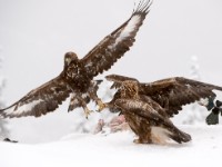 GoldenEagle Fight 0708