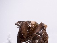 Golden Eagle 0506