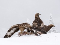 Golden Eagle 0737