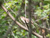 DSC1440  Nattergal_1440