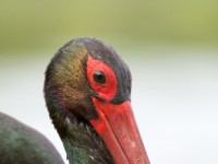 Black Stork close up