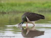 Black Stork fishing