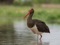 Black Stork