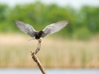 Black Tern