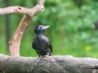 Black Woodpecker