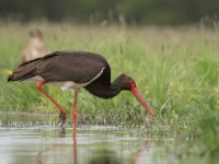 Black stork and Eagle