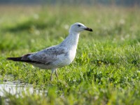 Caspian Gull