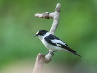 Collared Flycatcher