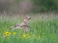 Eagle Waiting