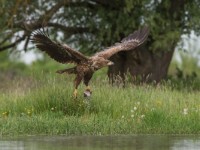 Eagle fishing