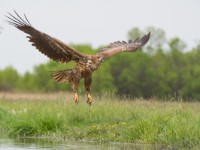 Eagle searching for food