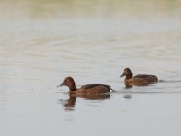 Feruginous Duck