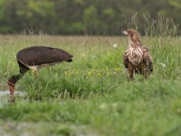 Hungry Eagle