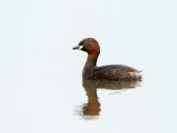 Little Grebe