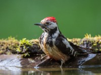 Middle Spotted Woodpecker