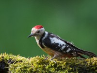 Middle Spotted Woodpekker 1410