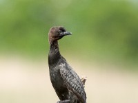 Pygmy Cormorant