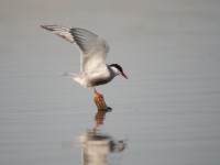 Whiskered Tern