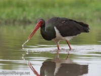 DSC7257  Black Stork