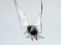 DSC9359  Whiskered Tern