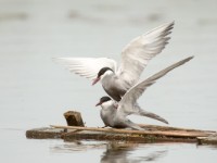 DSC9370  Whiskered Tern