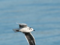 DSC 1102-1 : Aves, Dvergmåke, Fugl, Fugler, Laridae, Larus minutus, Måker, Nevlunghavn, Sjøfugler