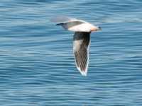 DSC 1119-1 : Aves, Dvergmåke, Fugl, Fugler, Laridae, Larus minutus, Måker, Nevlunghavn, Sjøfugler