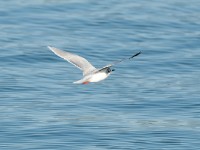 DSC 1141-1 : Aves, Dvergmåke, Fugl, Fugler, Laridae, Larus minutus, Måker, Nevlunghavn, Sjøfugler