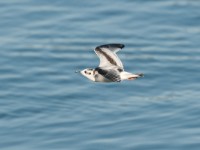 DSC 1152-1 : Aves, Dvergmåke, Fugl, Fugler, Laridae, Larus minutus, Måker, Nevlunghavn, Sjøfugler