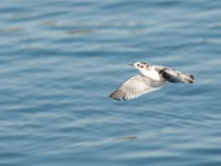 DSC 1153-1 : Aves, Dvergmåke, Fugl, Fugler, Laridae, Larus minutus, Måker, Nevlunghavn, Sjøfugler