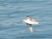 DSC 1154-1 : Aves, Dvergmåke, Fugl, Fugler, Laridae, Larus minutus, Måker, Nevlunghavn, Sjøfugler