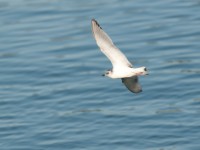 DSC 1155-1 : Aves, Dvergmåke, Fugl, Fugler, Laridae, Larus minutus, Måker, Nevlunghavn, Sjøfugler