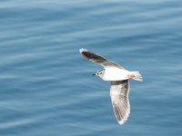 DSC 1185-1 : Aves, Dvergmåke, Fugl, Fugler, Laridae, Larus minutus, Måker, Nevlunghavn, Sjøfugler