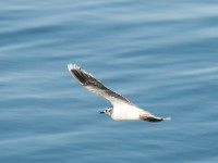 DSC 1186-1 : Aves, Dvergmåke, Fugl, Fugler, Laridae, Larus minutus, Måker, Nevlunghavn, Sjøfugler