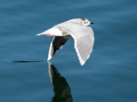 DSC 1206-1 : Aves, Dvergmåke, Fugl, Fugler, Laridae, Larus minutus, Måker, Nevlunghavn, Sjøfugler