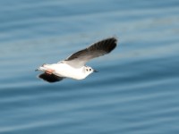 DSC 1227-1 : Aves, Dvergmåke, Fugl, Fugler, Laridae, Larus minutus, Måker, Nevlunghavn, Sjøfugler