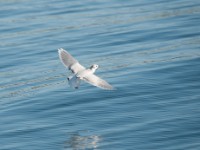 DSC 1229-1 : Aves, Dvergmåke, Fugl, Fugler, Laridae, Larus minutus, Måker, Nevlunghavn, Sjøfugler