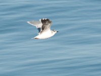 DSC 1242-1 : Aves, Dvergmåke, Fugl, Fugler, Laridae, Larus minutus, Måker, Nevlunghavn, Sjøfugler