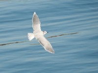 DSC 1244-1 : Aves, Dvergmåke, Fugl, Fugler, Laridae, Larus minutus, Måker, Nevlunghavn, Sjøfugler