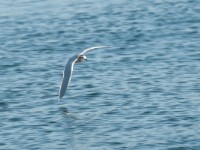 DSC 1259-1 : Aves, Dvergmåke, Fugl, Fugler, Laridae, Larus minutus, Måker, Nevlunghavn, Sjøfugler