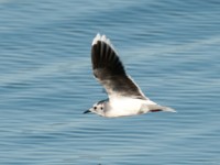 DSC 1290-1 : Aves, Dvergmåke, Fugl, Fugler, Laridae, Larus minutus, Måker, Nevlunghavn, Sjøfugler