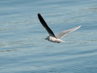 DSC 1296-1 : Aves, Dvergmåke, Fugl, Fugler, Laridae, Larus minutus, Måker, Nevlunghavn, Sjøfugler