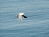 DSC 1298-1 : Aves, Dvergmåke, Fugl, Fugler, Laridae, Larus minutus, Måker, Nevlunghavn, Sjøfugler