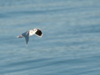 DSC 1299-1 : Aves, Dvergmåke, Fugl, Fugler, Laridae, Larus minutus, Måker, Nevlunghavn, Sjøfugler