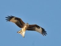 Birds_Falsterbo_2013