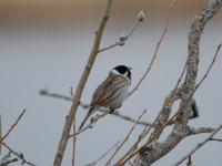 Sivspurv 0409 0201